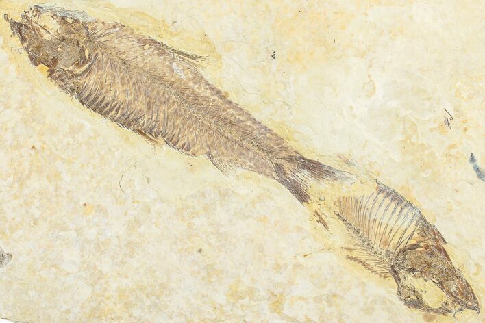 Two Fossil Fish (Knightia) - Green River Formation #237207